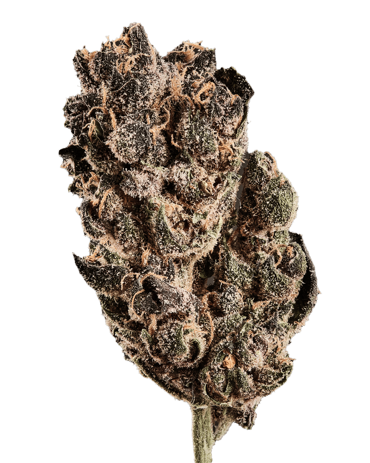 420 Natural 16/1 CA TRP Tropicana Cookies Produktfoto