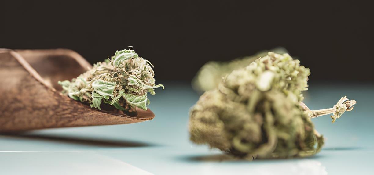 Sativa Wirkung – Sativa vs Indica einfach erklärt sativa-vs-indica-einfach-erklart